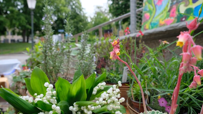 Pflanzenmarkt vor dem Altstadthaus...oder auf dem Rehplätzli
